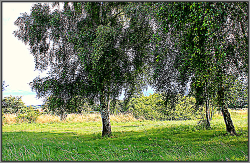 A L'OMBRE D'UN ARBRE ***