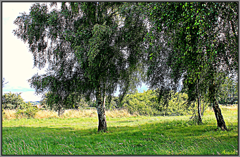 A L'OMBRE D'UN ARBRE ***