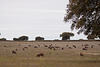 20120507 9069RTw [E] Iberisches Schwein (spanisch: Cerdo Ibérico), EX208, Extremadura