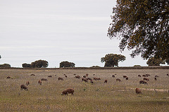 20120507 9069RTw [E] Iberisches Schwein (spanisch: Cerdo Ibérico), EX208, Extremadura