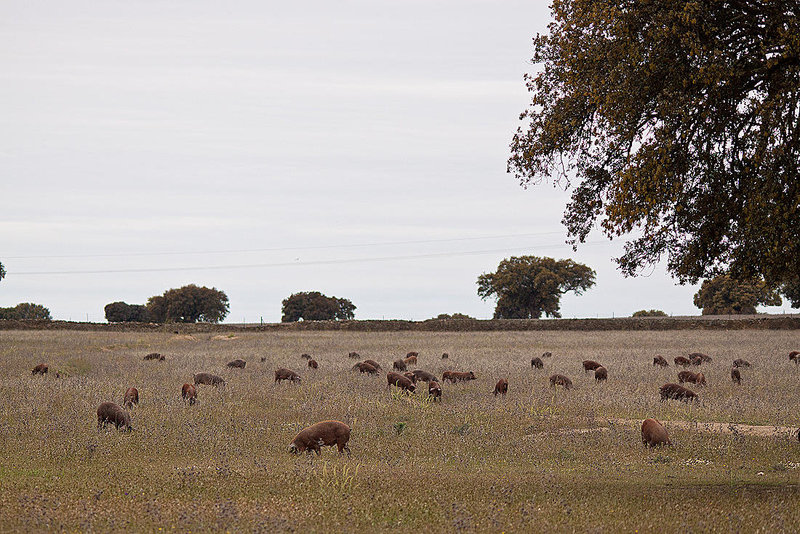 20120507 9069RTw [E] Iberisches Schwein (spanisch: Cerdo Ibérico), Extremadura