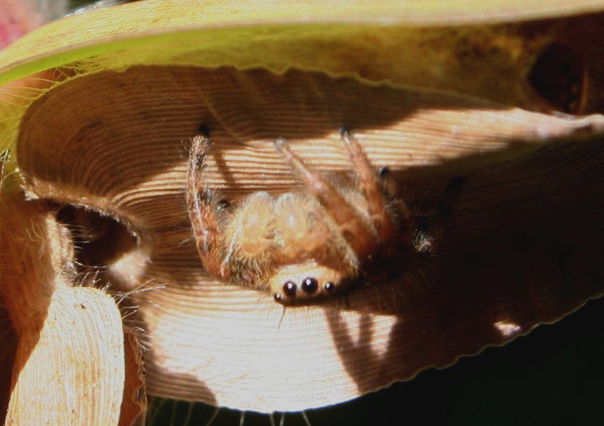 Hiding Under the Pod