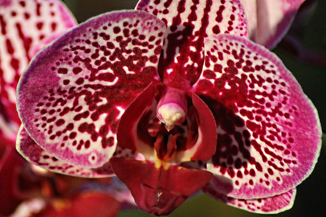 Orchidée