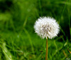 EN BLANC****