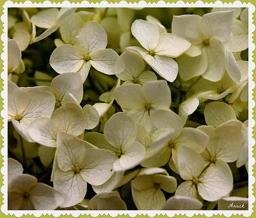 BLANC***