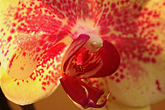 Orchidée