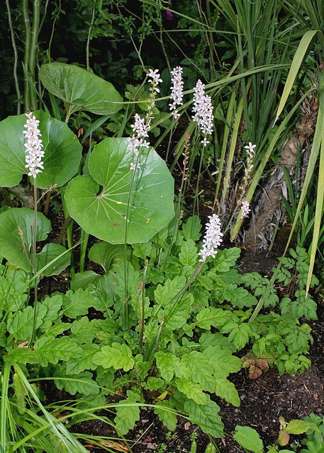Francoa sonchifolia