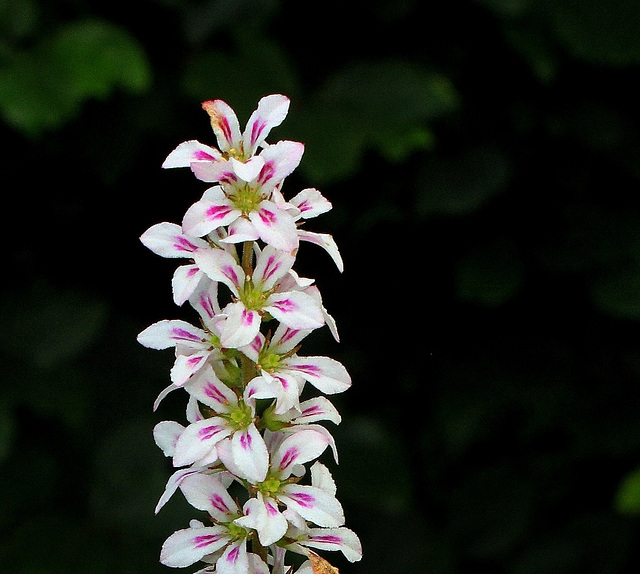 Francoa sonchifolia
