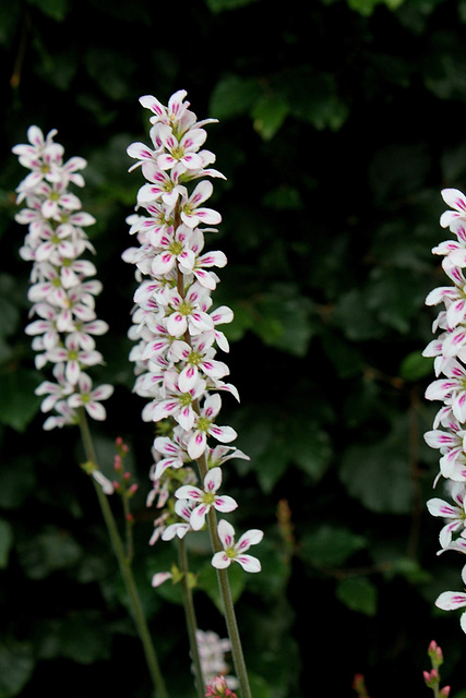 Francoa sonchifolia