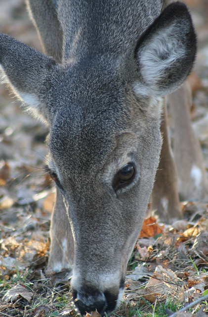 Grazing Doe