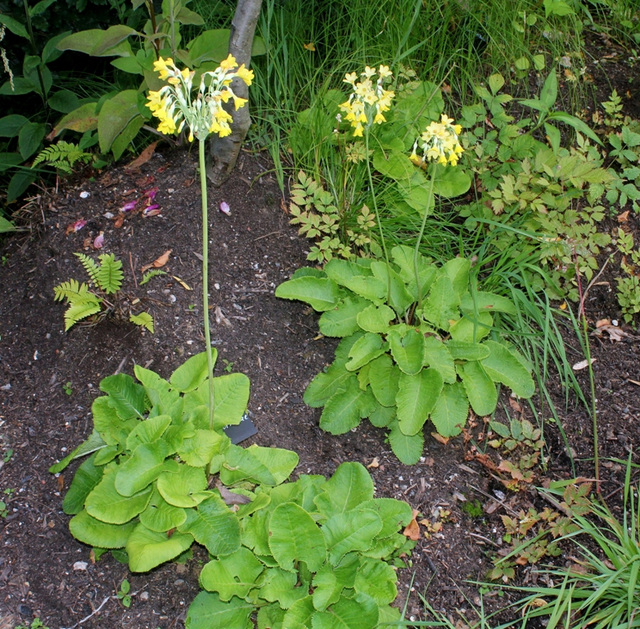 Jardin 15-  Primula florindae