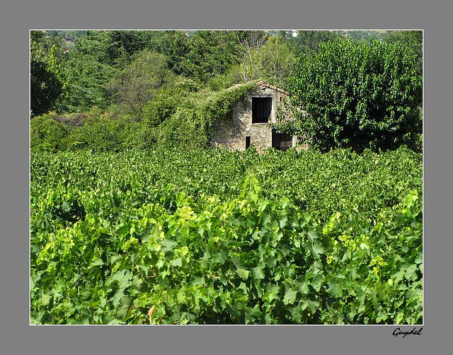 Le Cabanon des Vignes