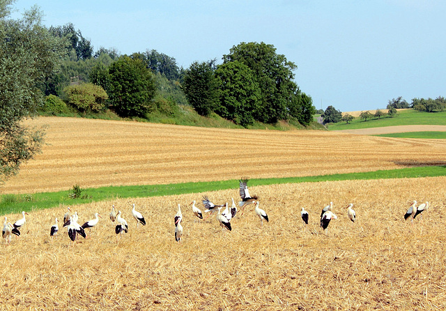 Störche auf dem Affenberg