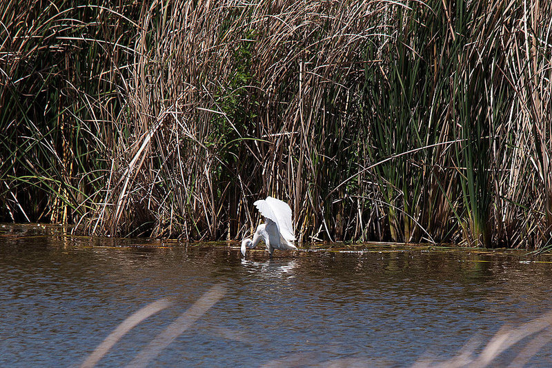 20120514 9820RTw [E] Seidenreiher (Egretta garzetta), Saucedilla, Extremadura