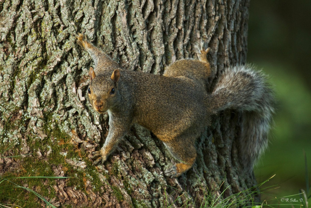 Squirrel (Spider) Man!