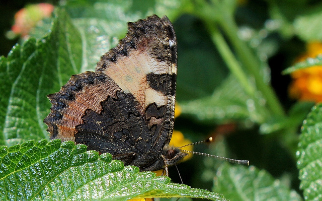 Aglais urticae-Vanesse petite-tortue (2)