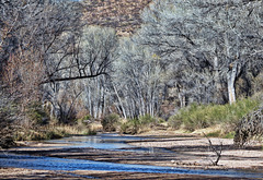 The San Pedro River