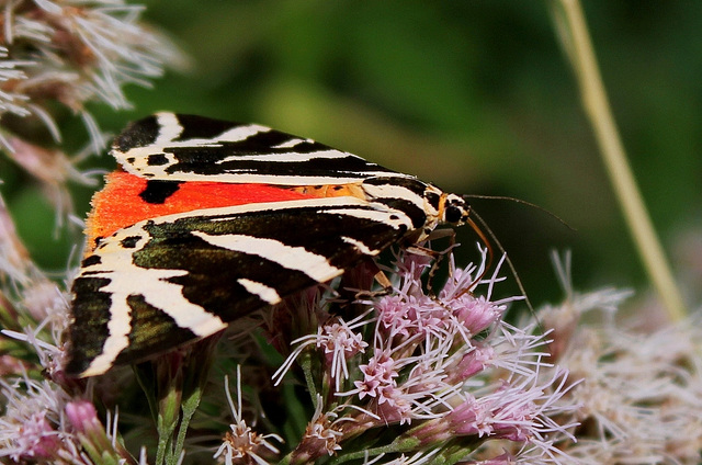 Ecaille chinée sur Eupatoire (3)Euplagia quadripunctaria