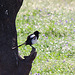 20120514 9840RTw [E] Elster (Pica pica), Saucedilla, Extremadura