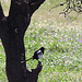 20120514 9841RTw [E] Elster (Pica pica), Saucedilla, Extremadura