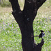 20120514 9842RTw [E] Elster (Pica pica), Saucedilla, Extremadura