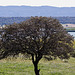 20120514 9844RTw [E] Steineiche (Quercus ilex), Saucedilla, Extremadura