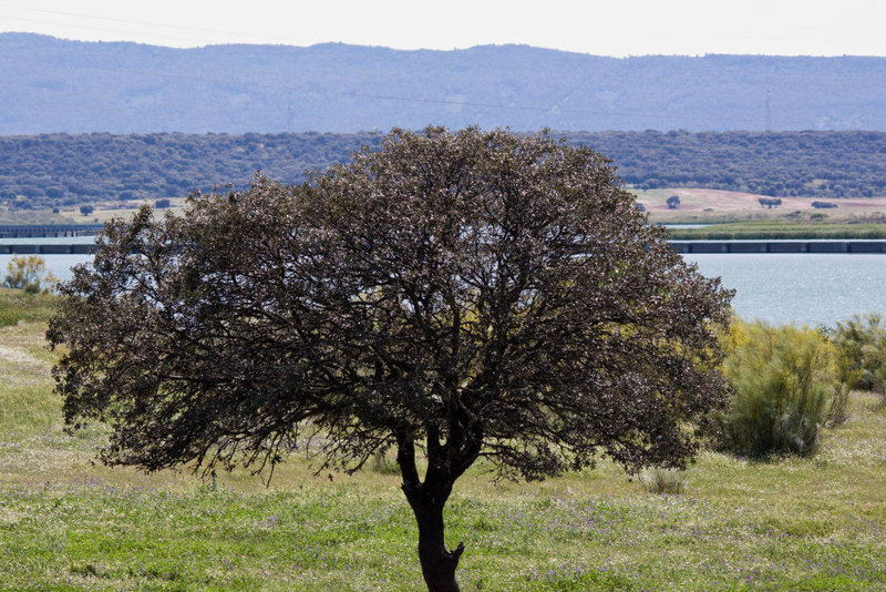 20120514 9844RTw [E] Steineiche (Quercus ilex), Saucedilla, Extremadura