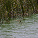 20120514 9845RTw [E] Schilf (Phragmites australis), Saucedilla, Extremadura