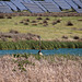 20120514 9847RTw [E] Kormoran (Phalacrocorax carbo), Saucedilla, Extremadura