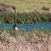 20120514 9848RTw [E] Kormoran (Phalacrocorax carbo), Saucedilla, Extremadura