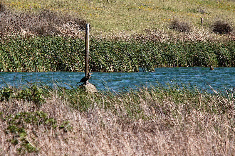 20120514 9848RTw [E] Kormoran (Phalacrocorax carbo), Saucedilla, Extremadura