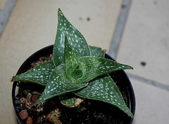 Aloe descoingsii