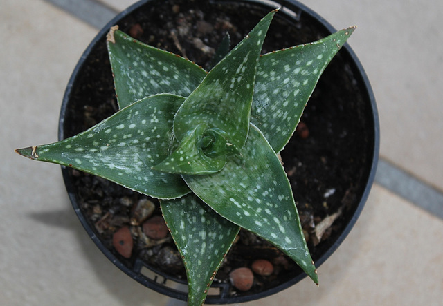 Aloe descoingsii