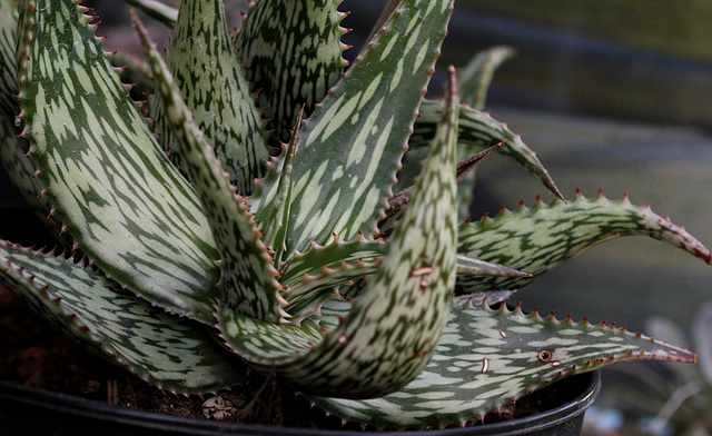 Aloe somaliensis