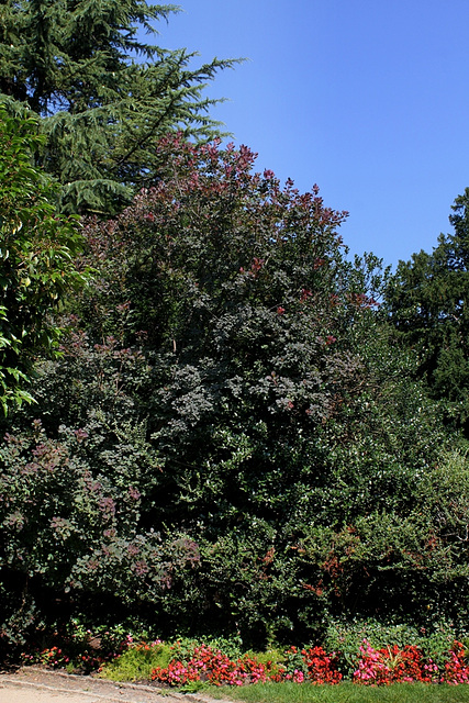 Cotinus coggygria