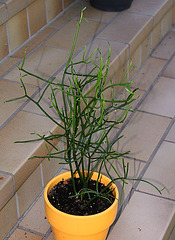 Euphorbia tiracalli (2)