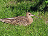 Uferschnepfe (Limosa limosa)