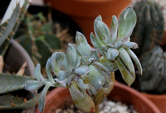 Graptoveria cristée