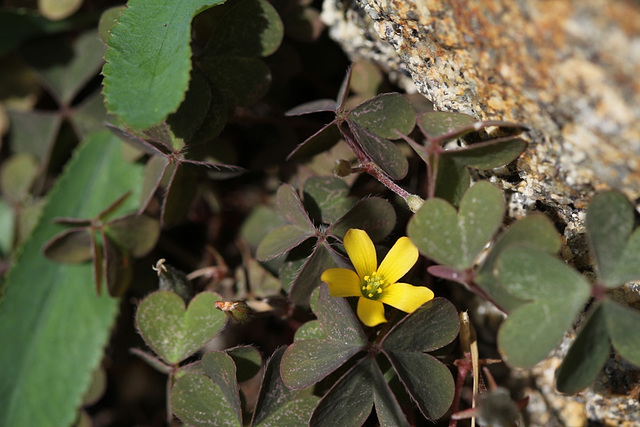 Oxalis corniculata