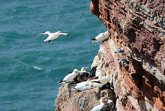 Helgoland - 120807