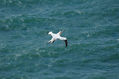 Helgoland - 120807