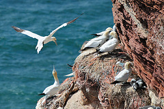 Helgoland - 120807