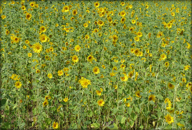 Spätsommer