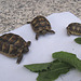 Maurische Landschildkröten