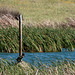 20120514 9849RTw [E] Kormoran (Phalacrocorax carbo), Saucedilla, Extremadura