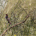 20120514 9851RTw [E] Weidensperling (Passer hispaniolensis), Saucedilla, Extremadura