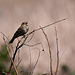 20120514 9854RTw [E] Grauammer (Emberiza calandra), Saucedilla, Extremadura