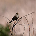 20120514 9856RTw [E] Grauammer (Emberiza calandra), Saucedilla, Extremadura