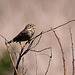 20120514 9857RTw [E] Grauammer (Emberiza calandra), Saucedilla, Extremadura