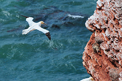 Helgoland - 120807